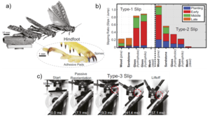 Morphological intelligence counters foot slipping in the desert locust and dynamic robots
