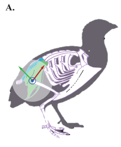 Potential for elastic soft tissue deformation and mechanosensory function within the lumbosacral spinal canal of birds