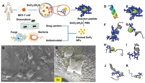 Peptide-induced biomineralization of tin oxide (SnO2) nanoparticles for antibacterial applications